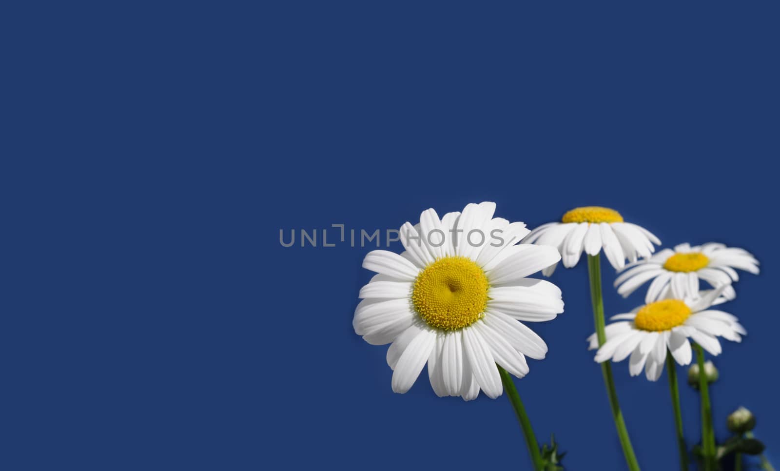 Wild chamomile flowers isolated on blue background at right and free space for text at left by dymaxfoto