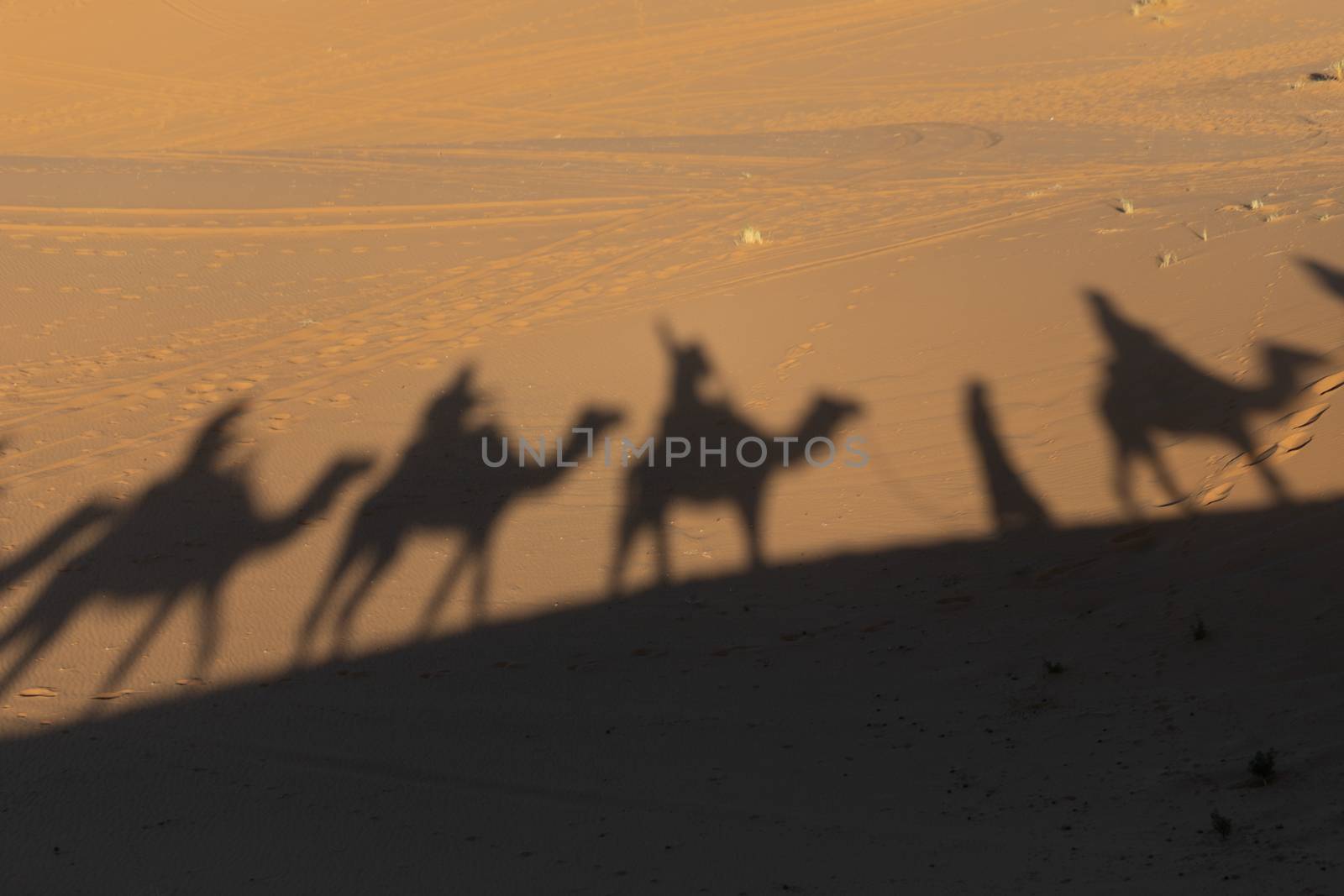 Long shadows of camel riders in the Sahara in Morocco