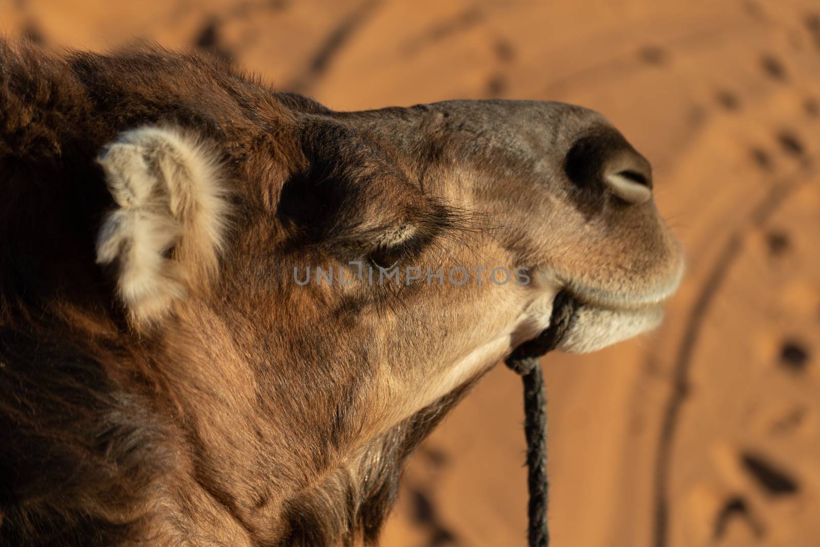 Camel sitting down resting in the Sahara desert at sunset with golden sand  by kgboxford