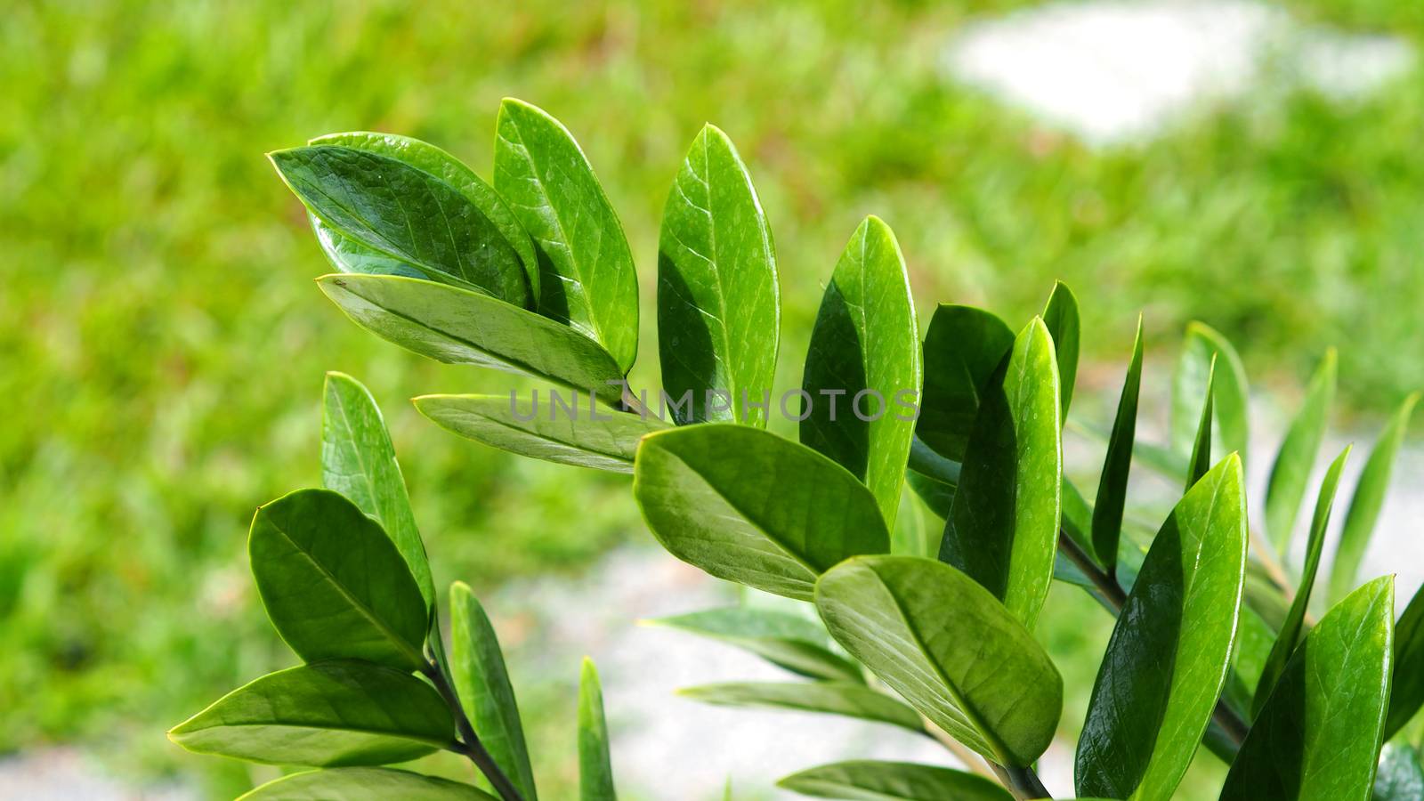 Zamioculcas or zamiifolia green leaf tree  by gnepphoto
