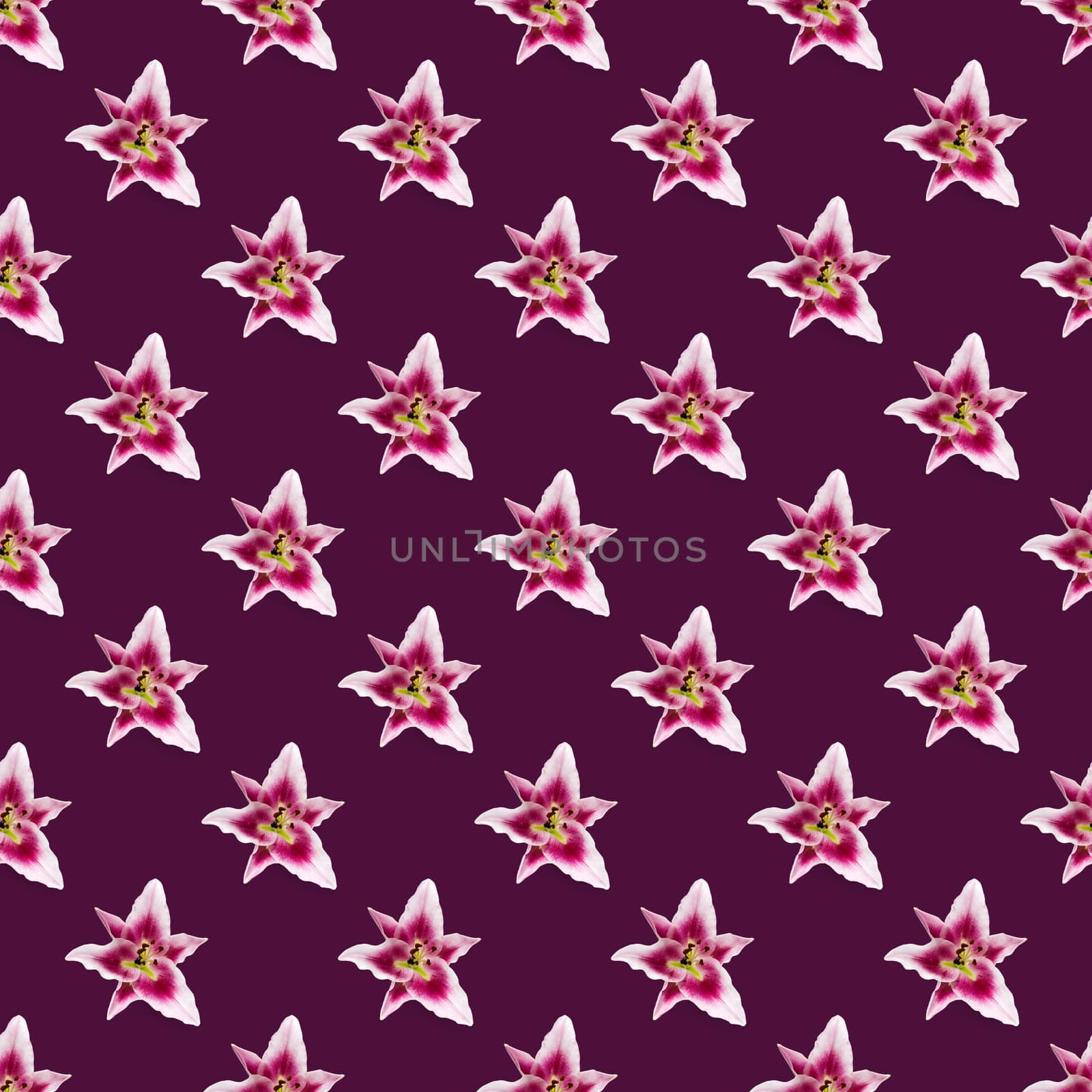 seamless pattern of pink Lily flower bloom. Pink lily flowers over pink background seamless texture. flat lay flower pattern