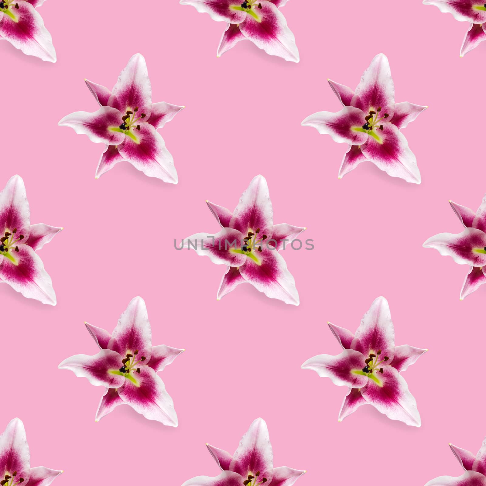 seamless pattern of pink Lily flower bloom. Pink lily flowers over pink background seamless texture. flat lay flower pattern