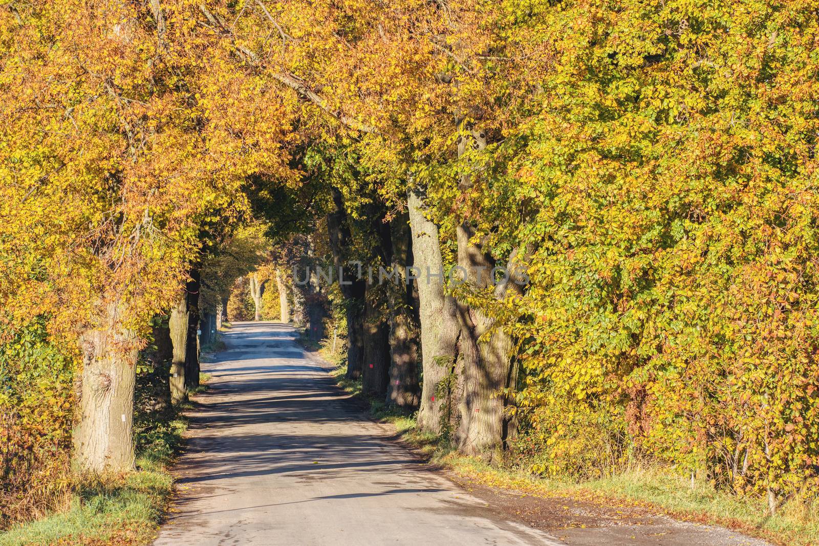 fall colored trees on alley in autumn by artush