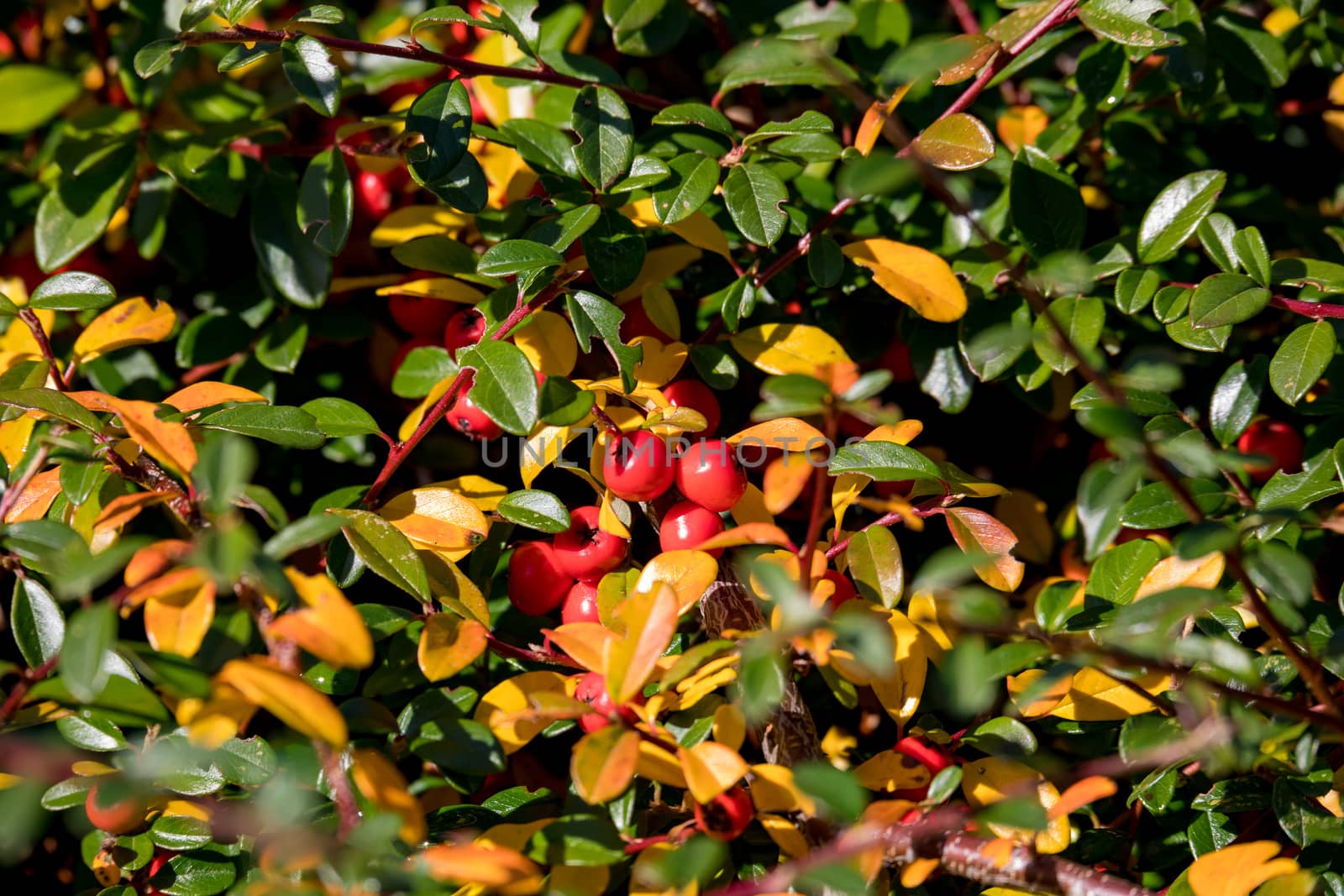 autumn fall natural background with red gaultheria berries