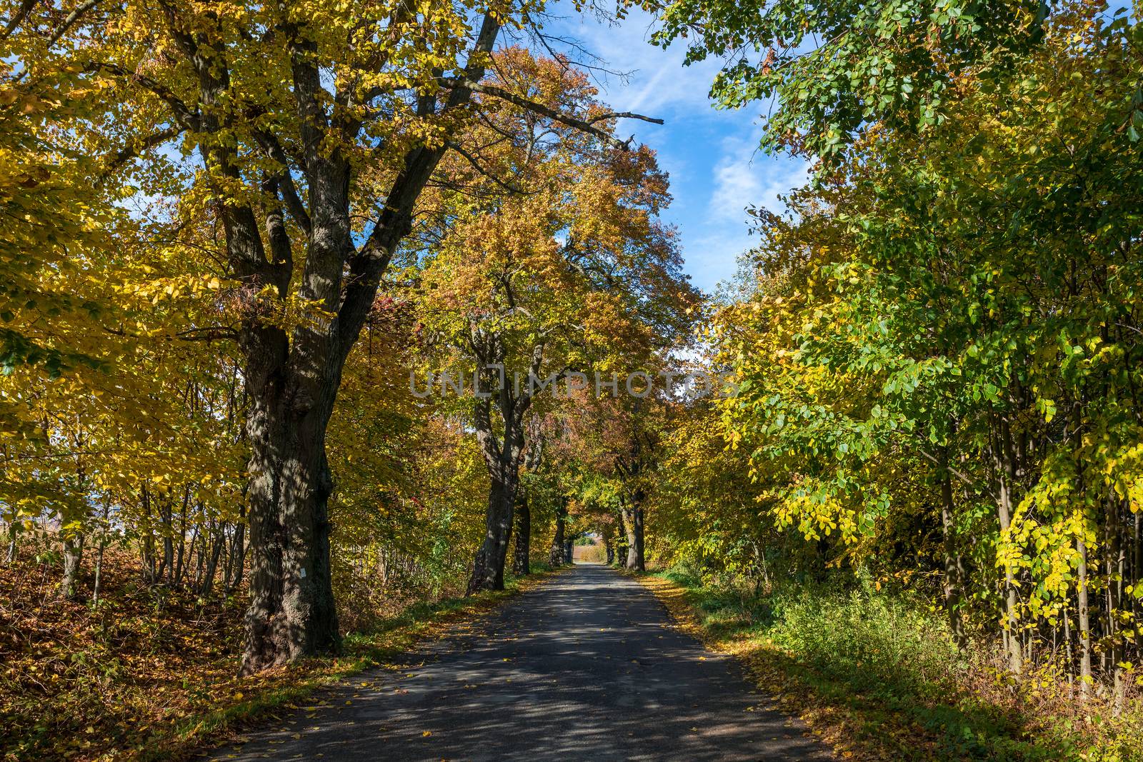 fall colored alley with colorful trees. Fall autumn season natural background