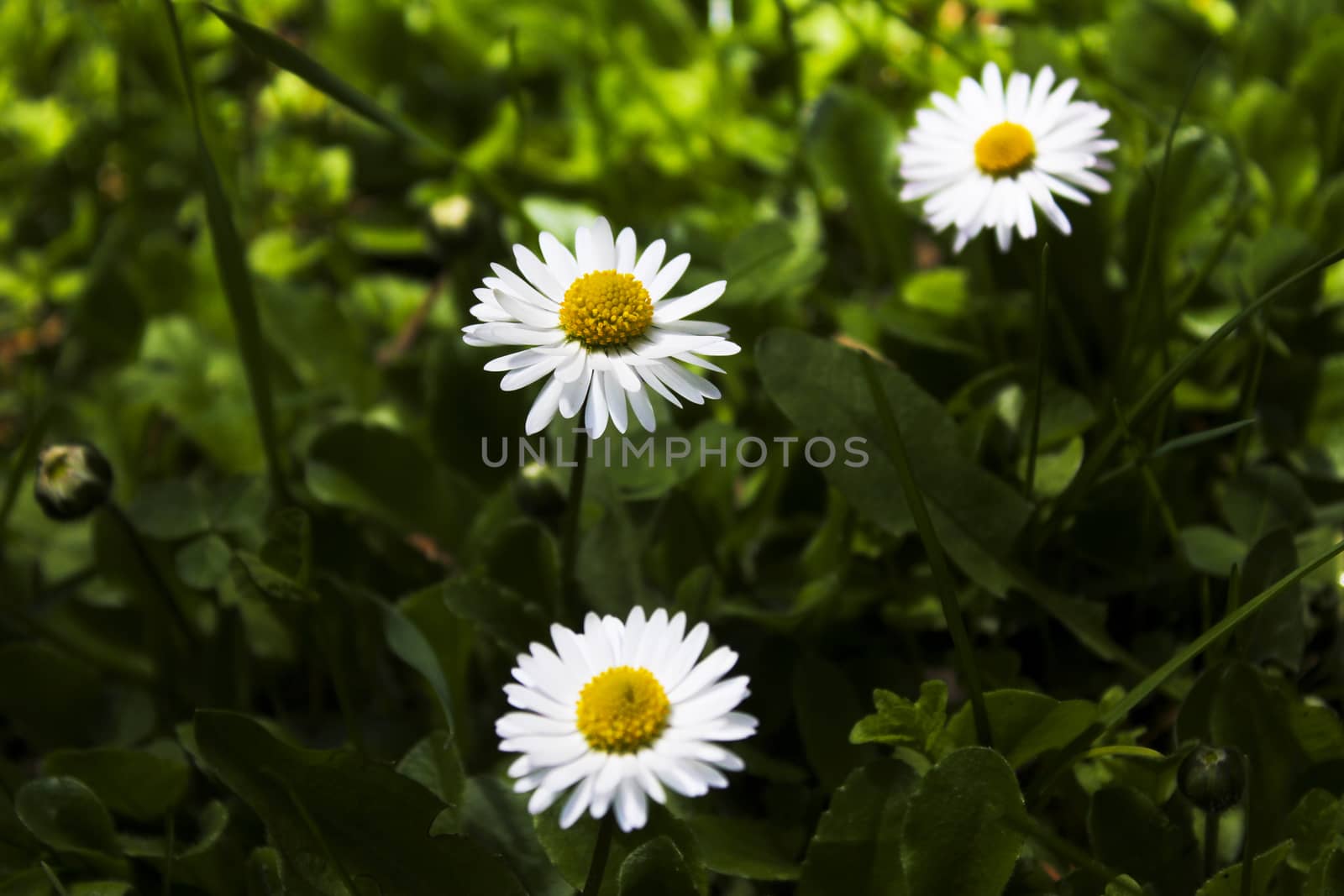 Daisy flowers head macro and close-up in Georgia.Nature and blur background. by Taidundua