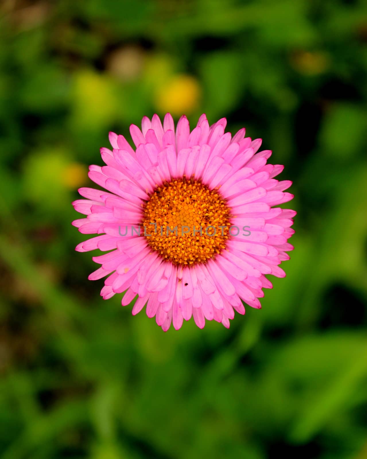 pink daisy flowers head macro and close-up in Georgia. Nature and blur background. Bokeh.