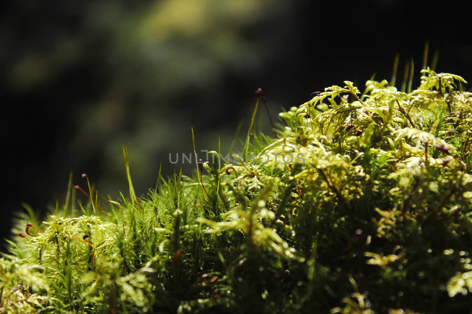 Forest land, grass and moss macro and close-up in Georgia. Nature and blur background. Bokeh.