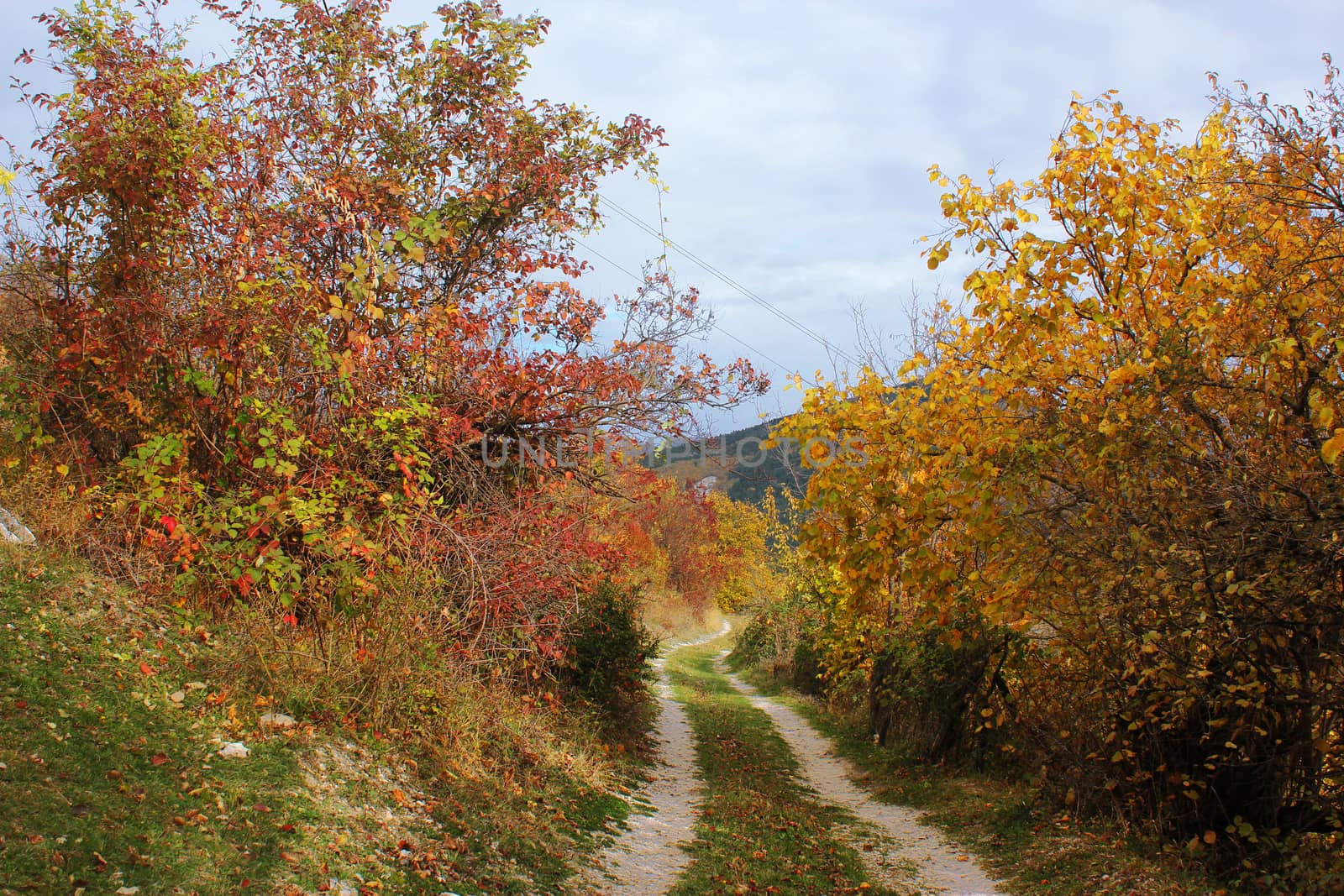 Autumn and fall forest landscape in Georgia.Autumn color leaves and trees. by Taidundua