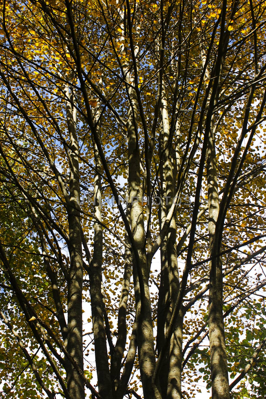 Autumn and fall forest landscape in Georgia. Autumn color leaves and trees. Orange and yellow backgrounds.