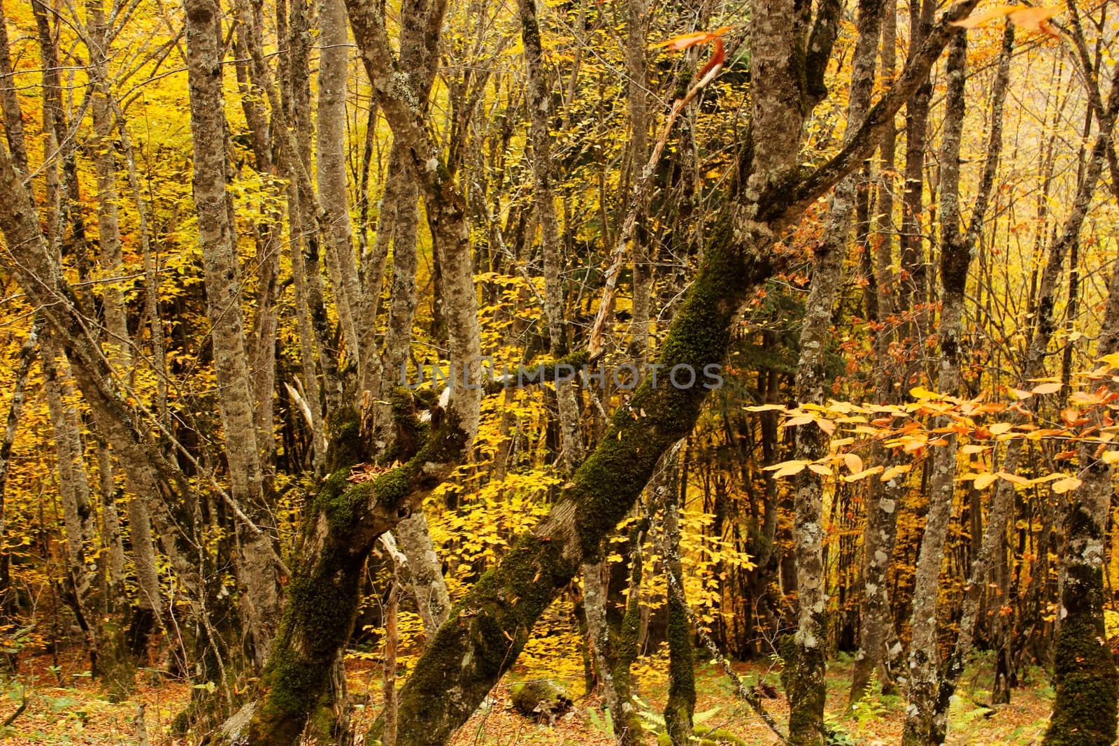 Autumn and fall forest landscape in Georgia. Autumn color leaves and trees. Orange and yellow backgrounds.