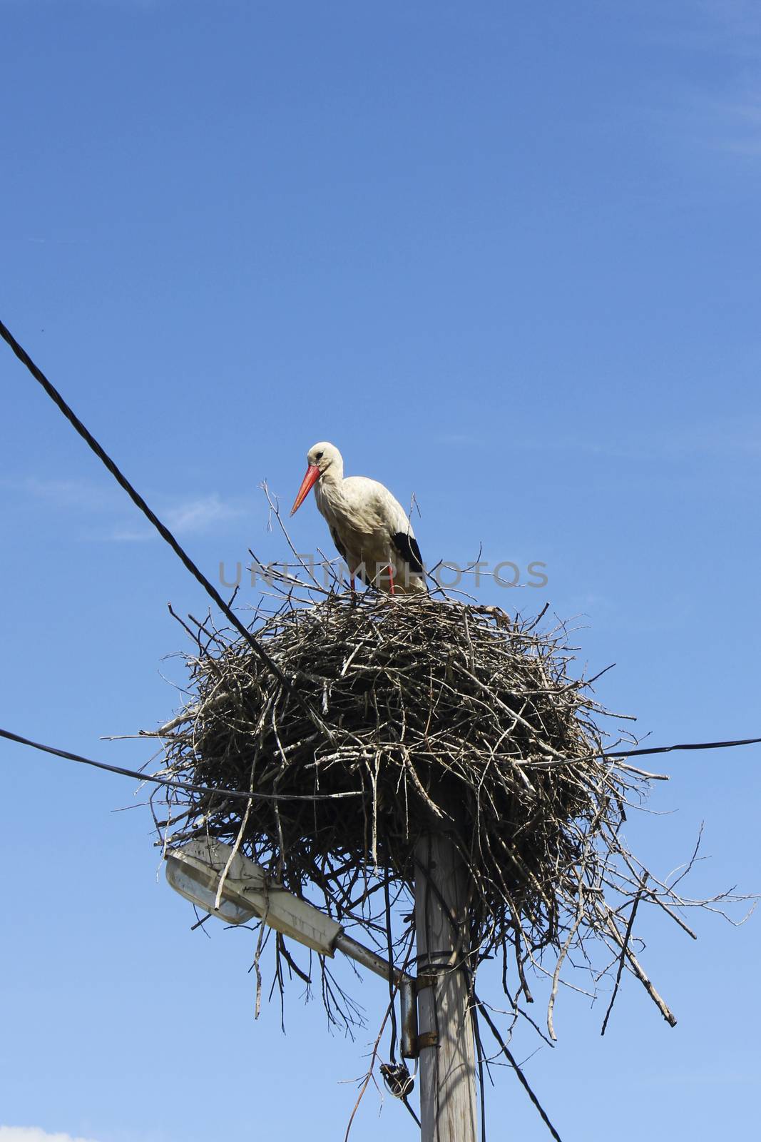 Bird crane on the nest by Taidundua