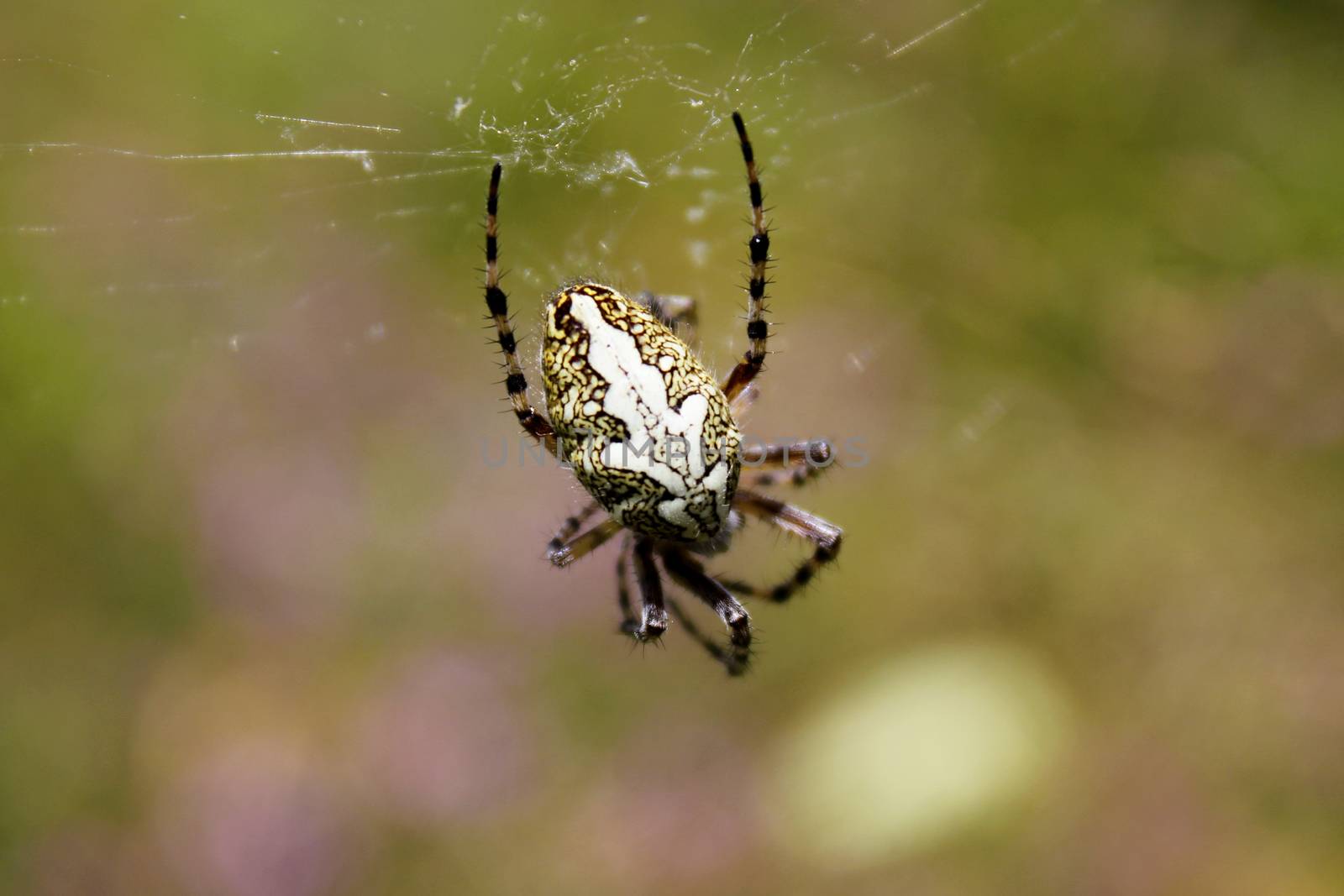 Spider on the web by Taidundua