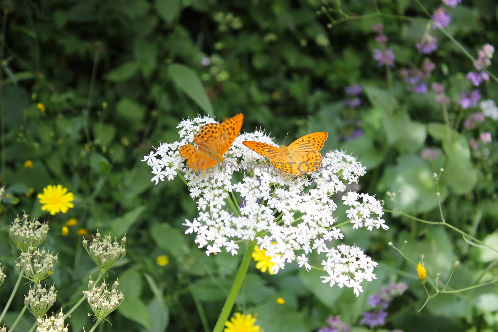 Butterfly Pieridae on the flower and plant, Nature and wildlife, insects life, green background. by Taidundua