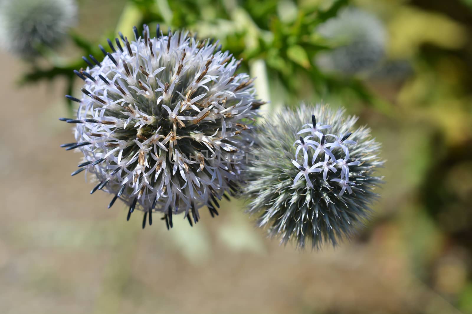 Southern globethistle by nahhan