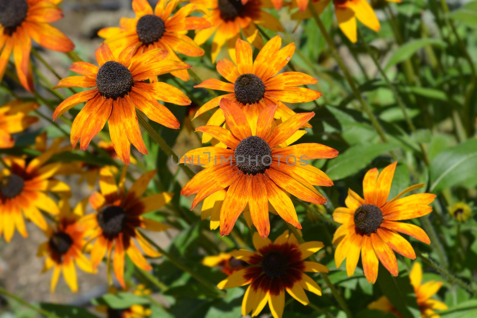 Tetra Gloriosa Daisy flowers - Latin name - Rudbeckia hirta Tetra Gloriosa