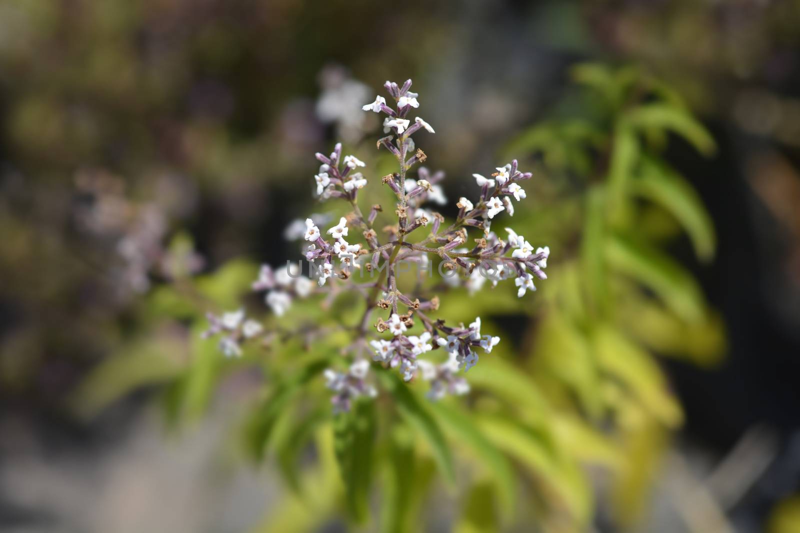 Lemon verbena - Latin name - Aloysia citriodora (Aloysia triphylla)