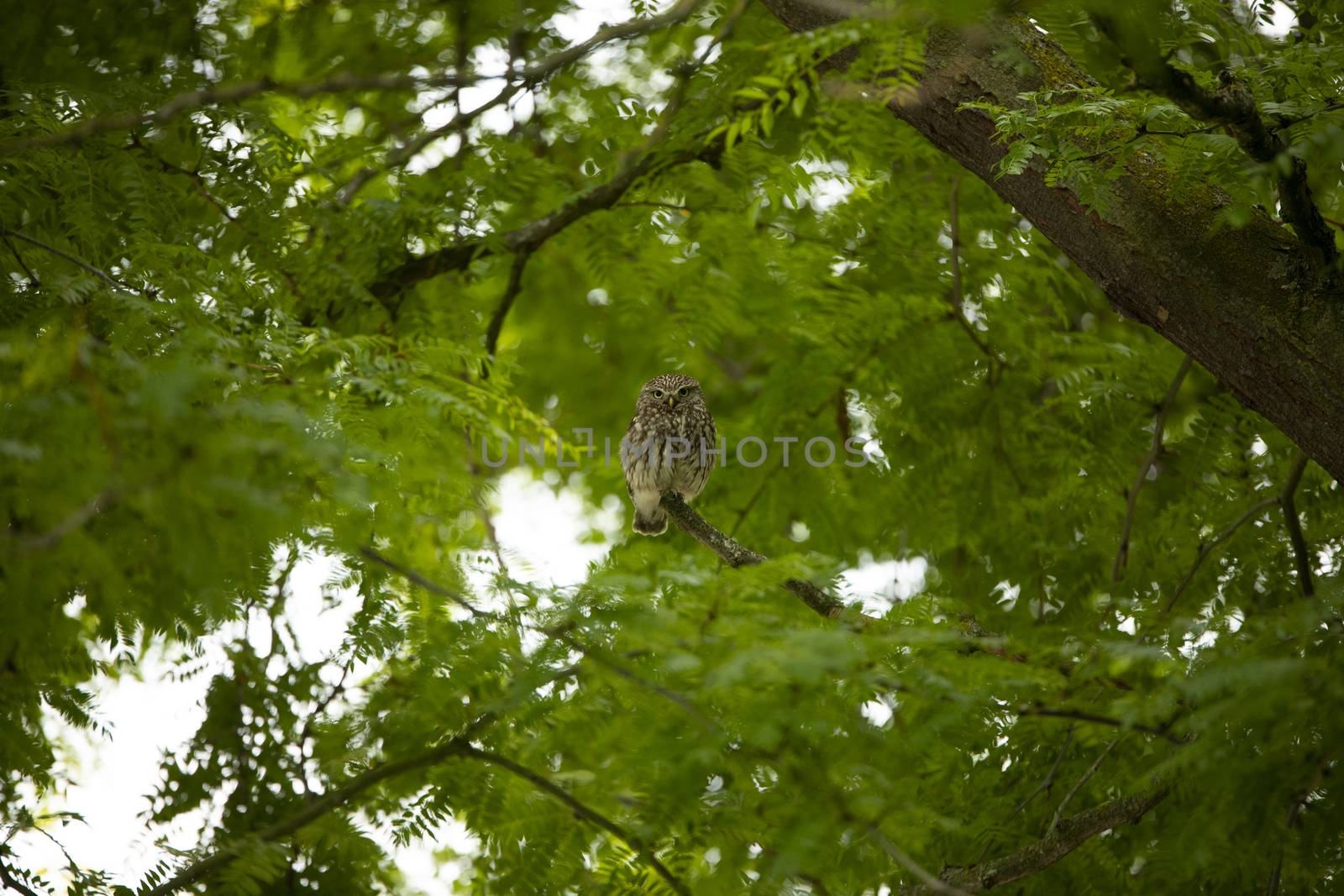 Little Owl (Athene Noctua) sitting on a branch in big tree by avanheertum