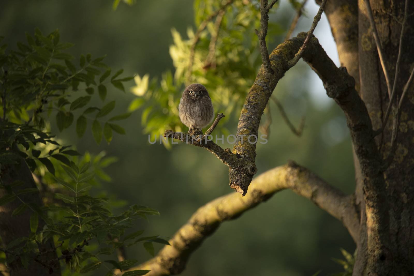 Young Little Owl (Athene Noctua) on a branch in very big tree
