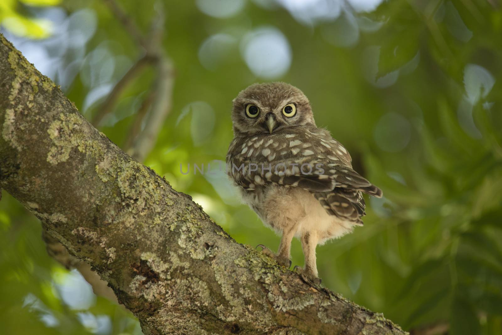 Young Little Owl (Athene Noctua) sitting on a branch