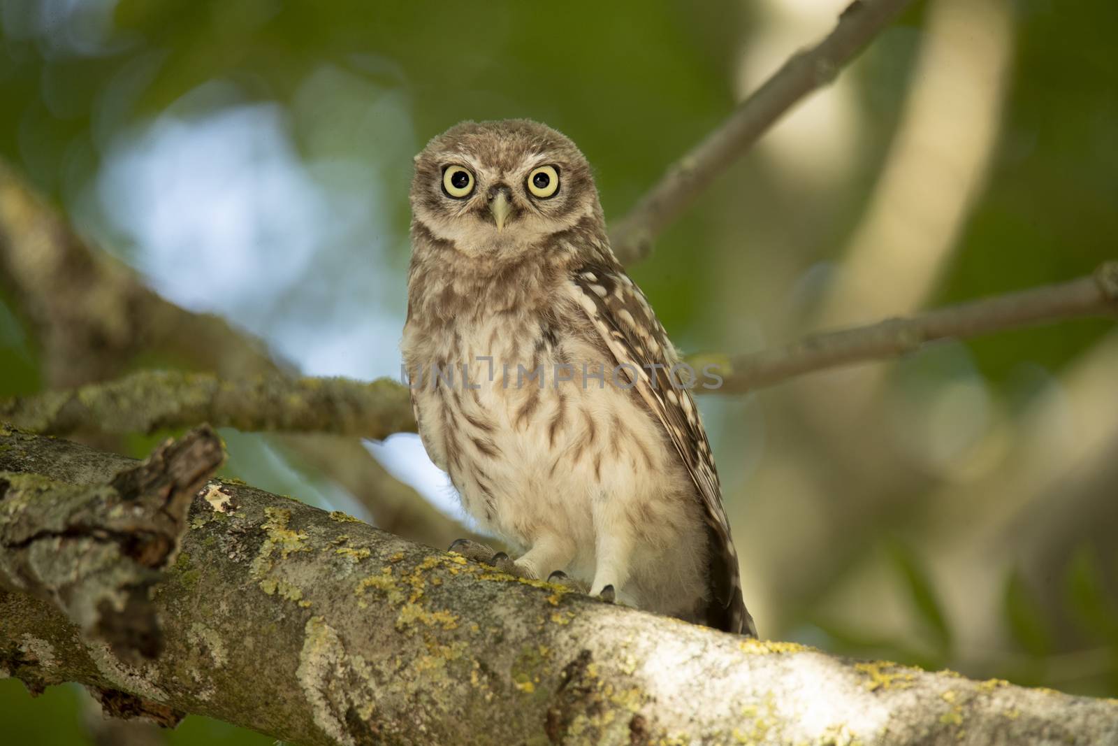 Young Little Owl (Athene Noctua) on a branch by avanheertum