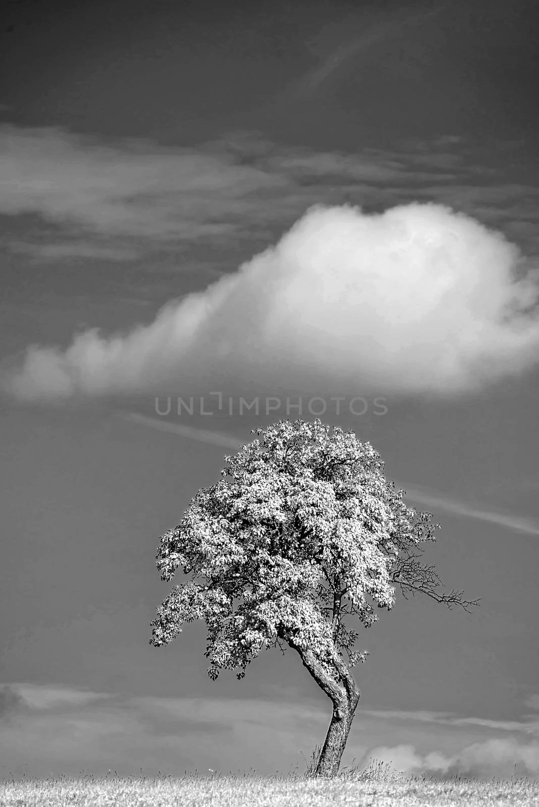 tree with cloud in an infrared photo