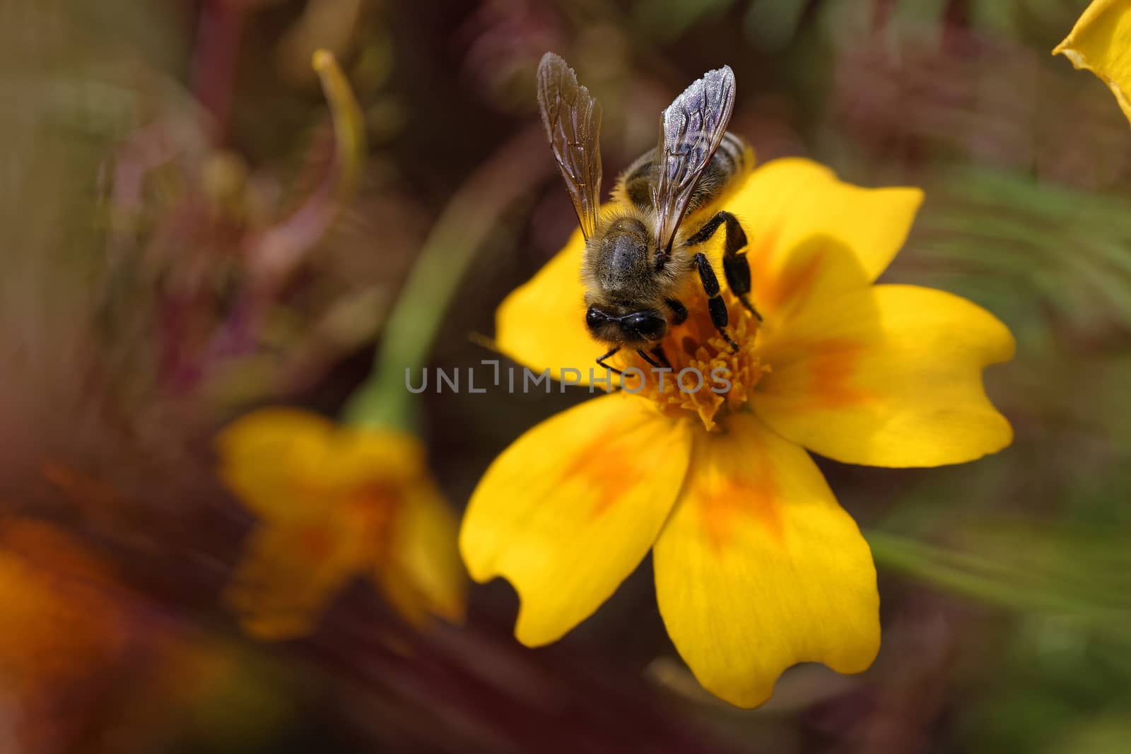 Honeybee insect pollinating, elegant flower as a background. Close-up photo 