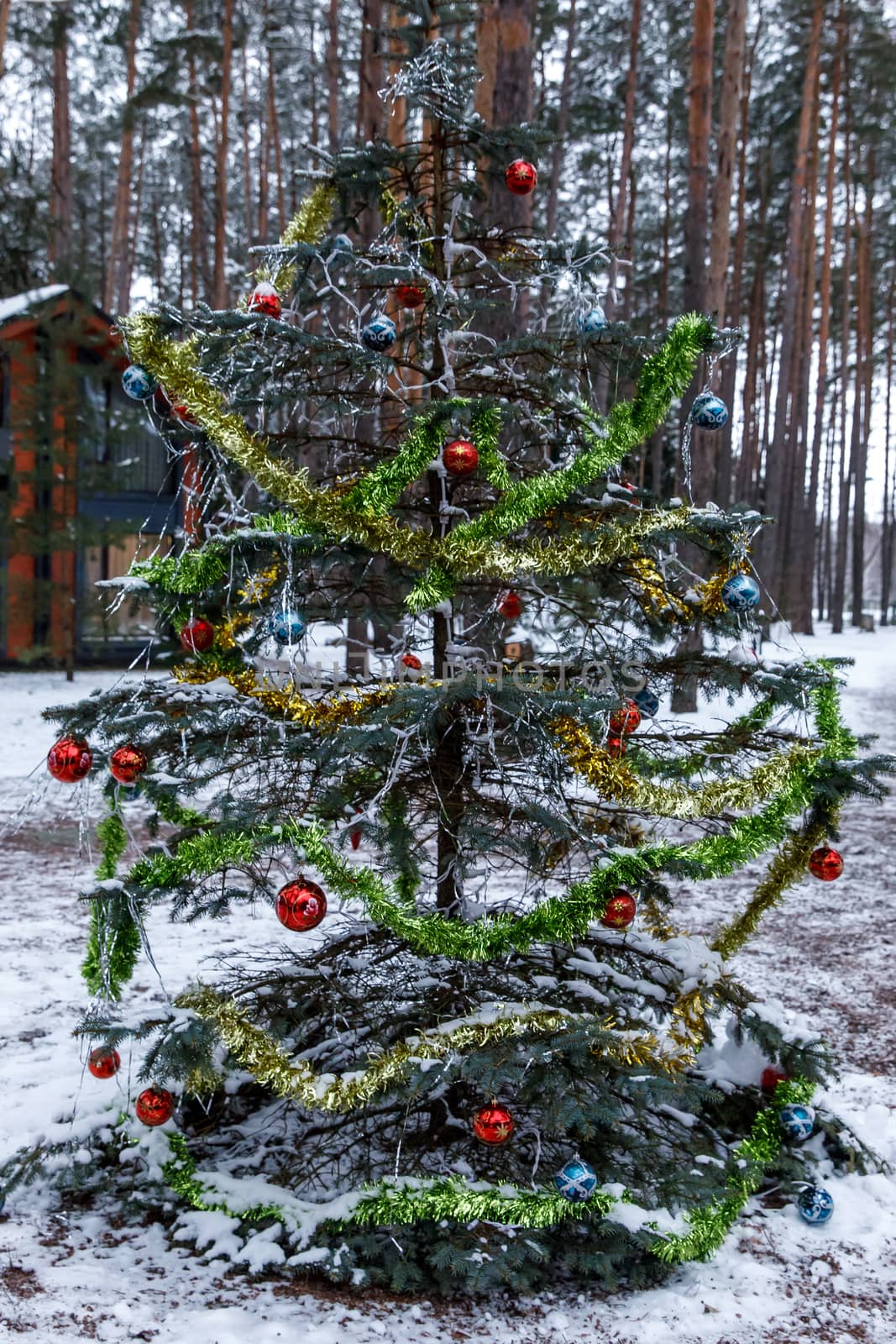 Natural Christmas tree in winter. Decorations for Christmas.