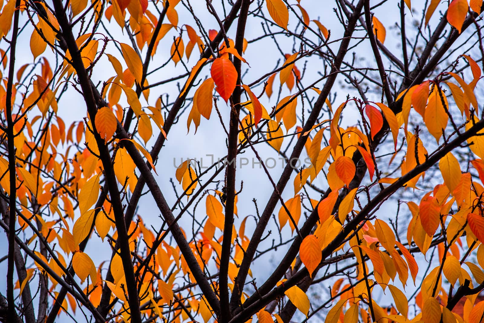Tree orange leaves in direction to the sky in Prague by gonzalobell
