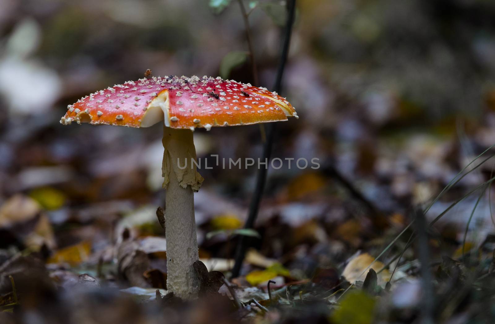 Amanita muscaria mushroom with red and white dots macro in autumn forest