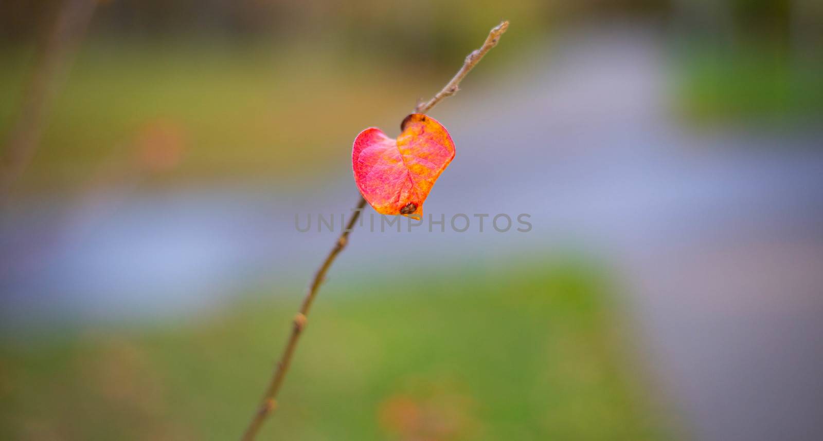 Autumn red leaf on a branch 2020