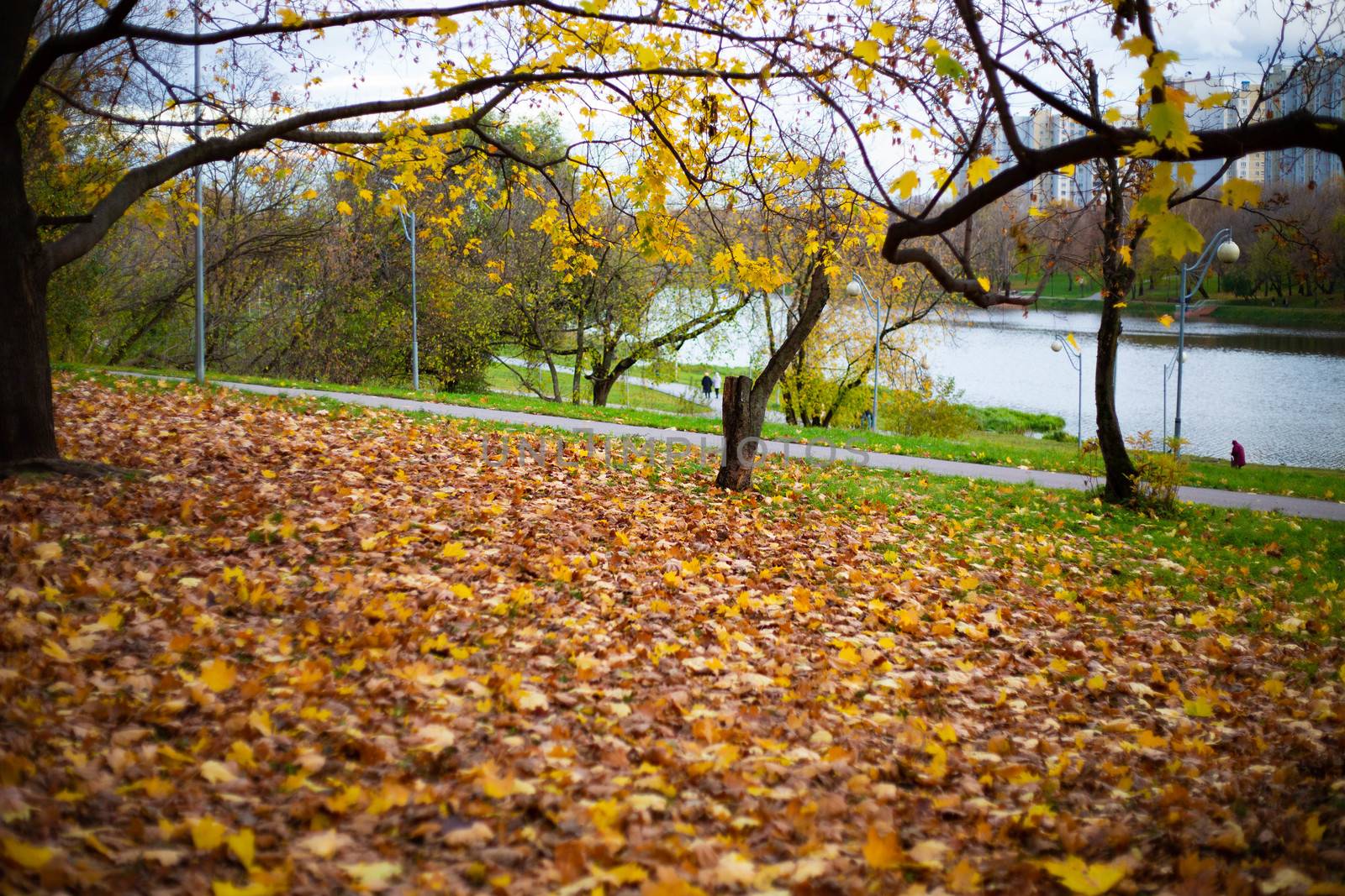 Autumn park with yellow leaves by L86