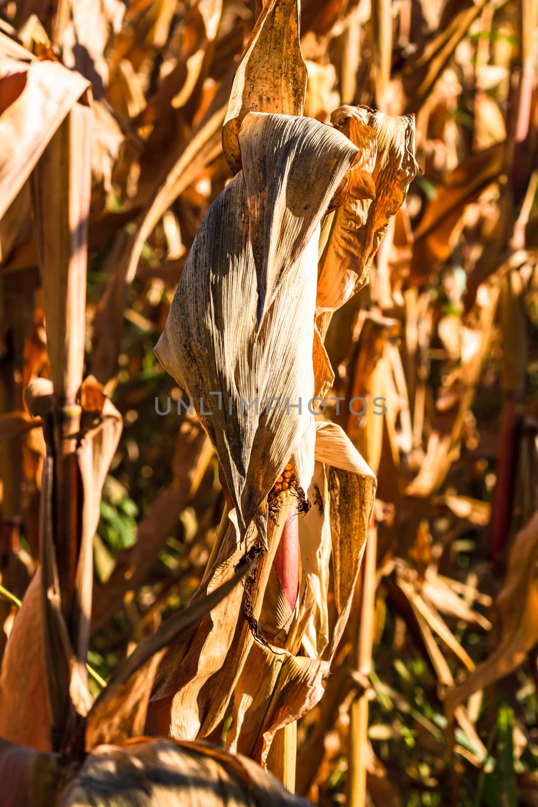 Ripe and dry corn stalks close up. End of season field with golden corn ready for harvest.