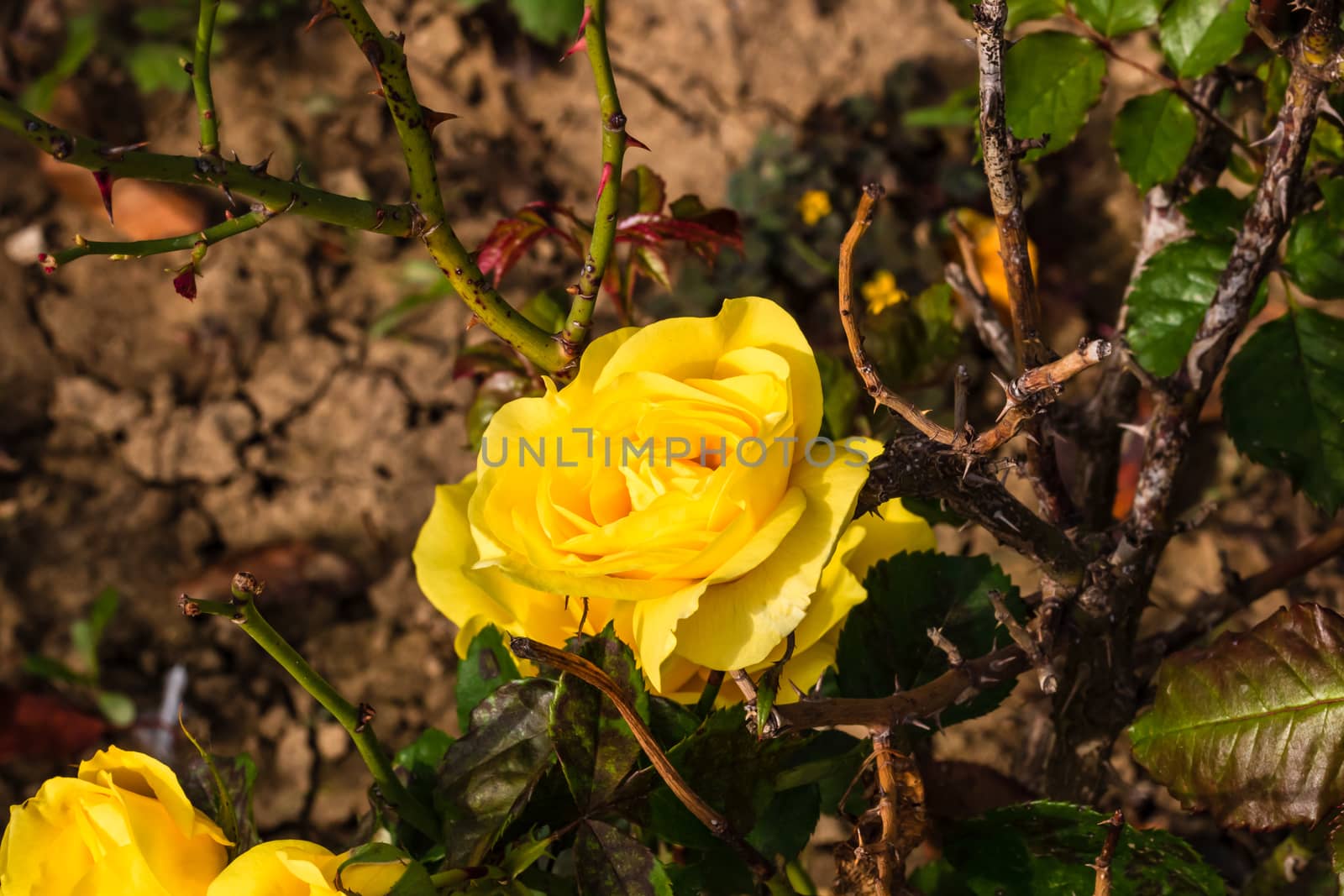 Delicate colorful rose isolated in garden with copy space. Rose isolated background wallpaper.