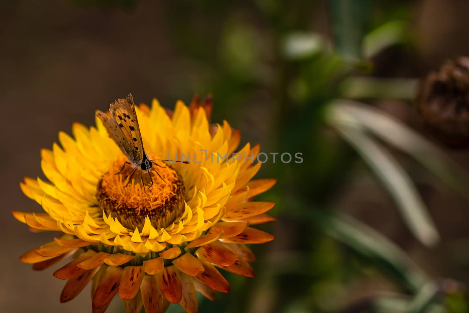 Close up of butterfly on colorful immortal flower isolated in garden.