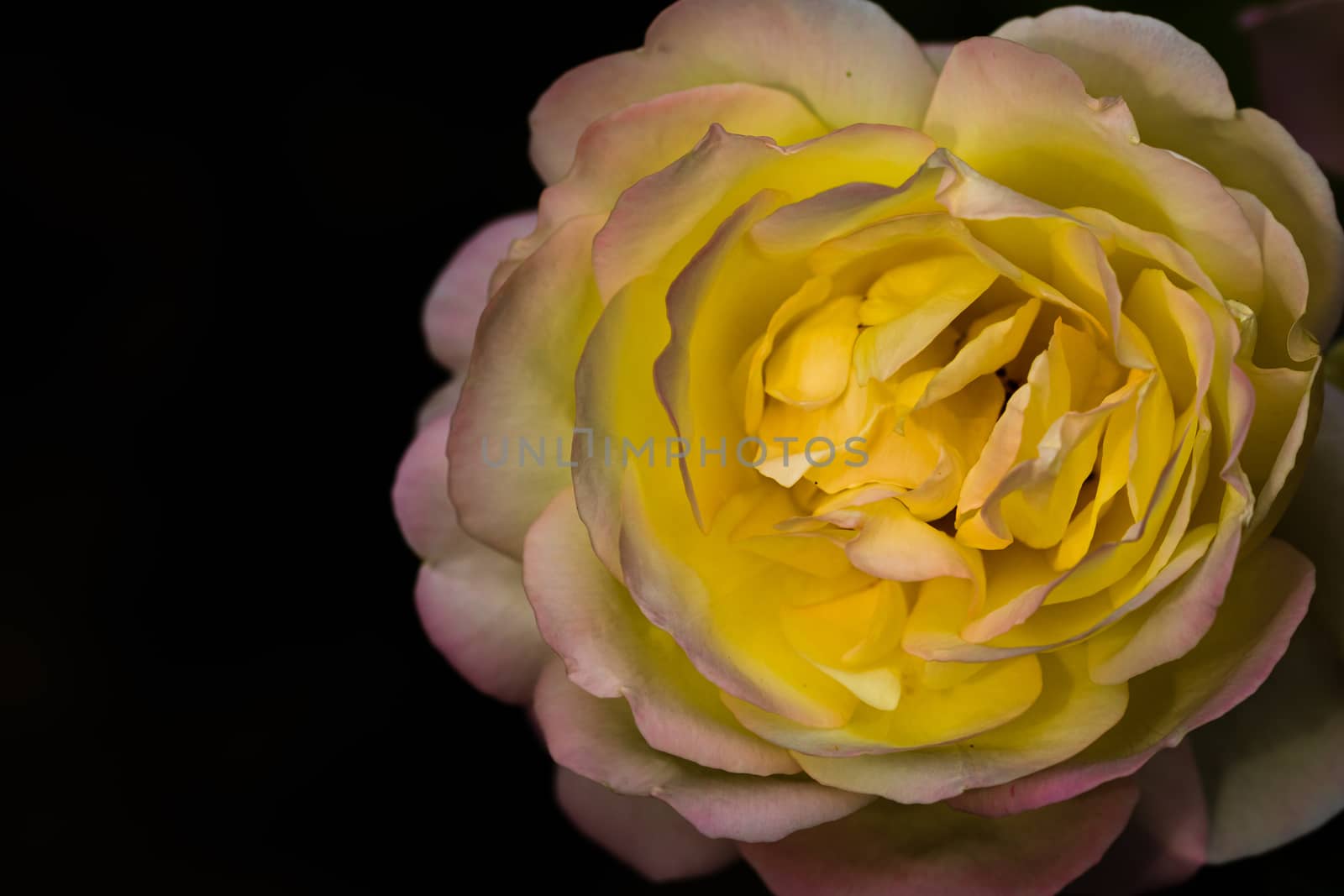 Delicate colorful rose isolated on black with copy space. Rose isolated background wallpaper.