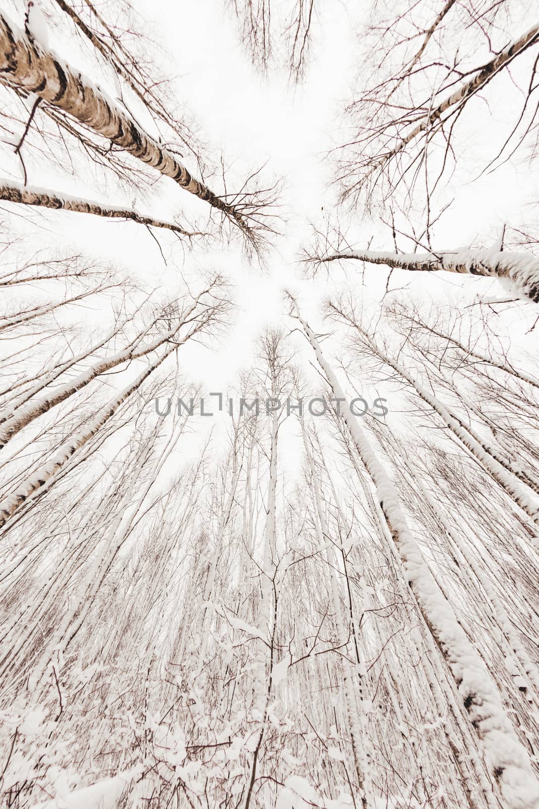 Winter forest. Snowy wood captured with Fish-Eye lens. Bottom vi by aksenovko