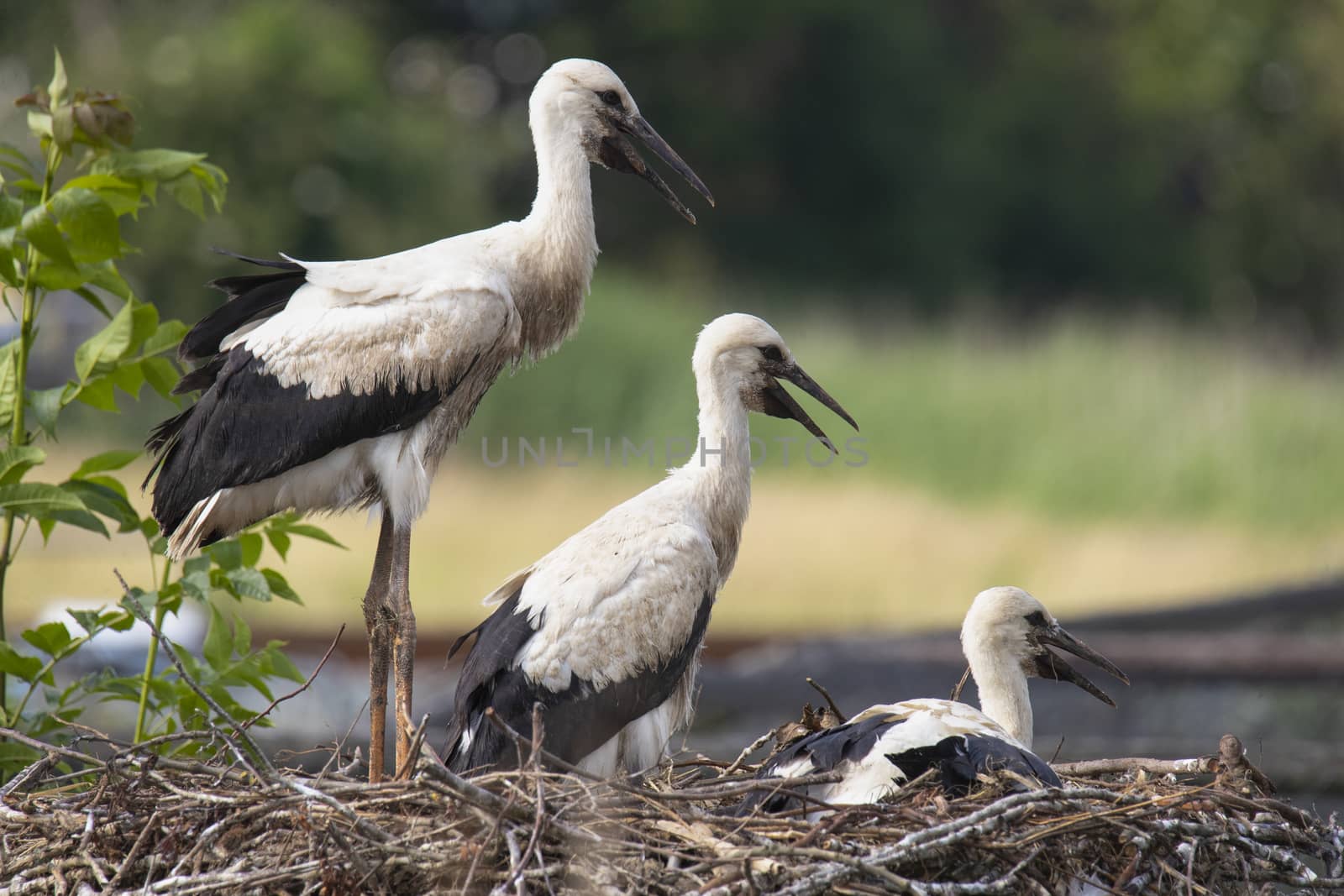Three young Storks at nest by avanheertum