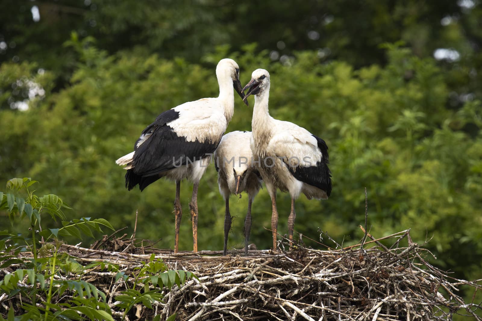 Three young Storks at nest by avanheertum