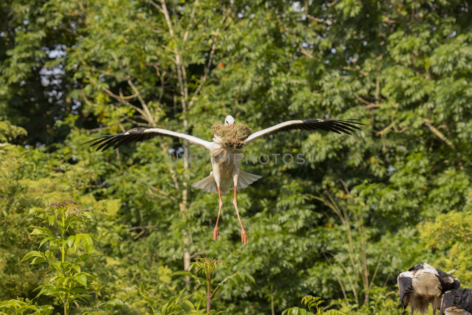 Stork flying with food for young