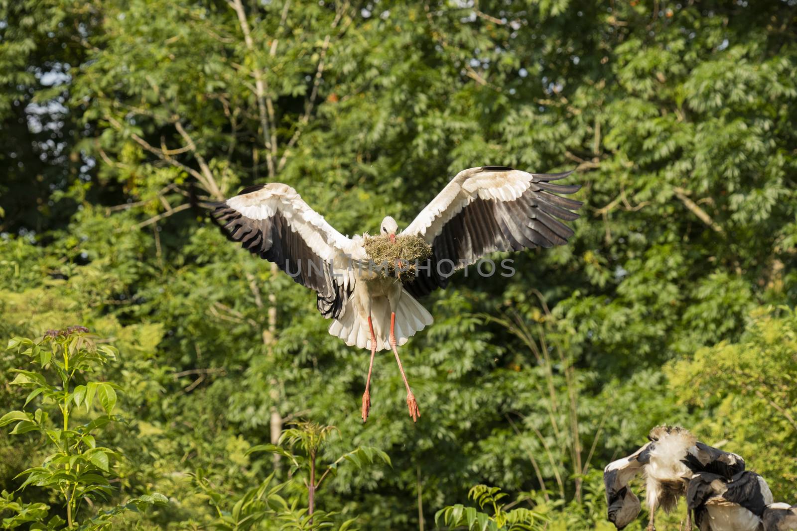Stork flying with food back to nest 