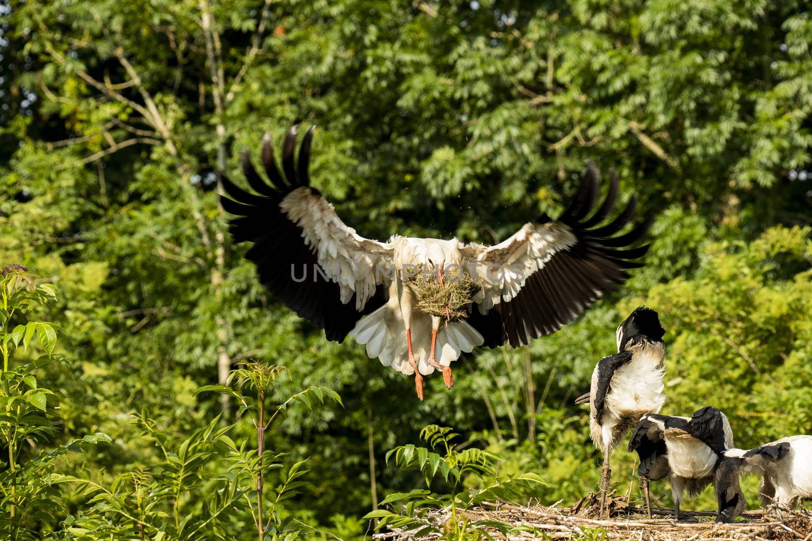 Stork landing at nest with food  by avanheertum