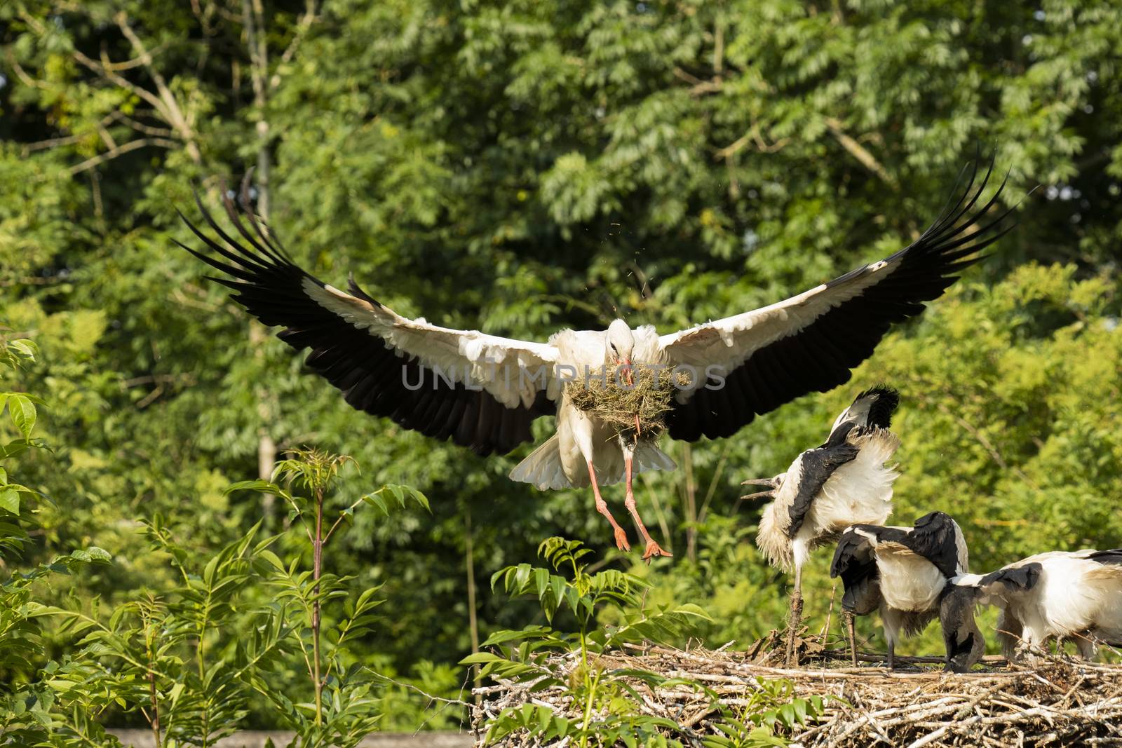 Sstork landing at nest with food for young