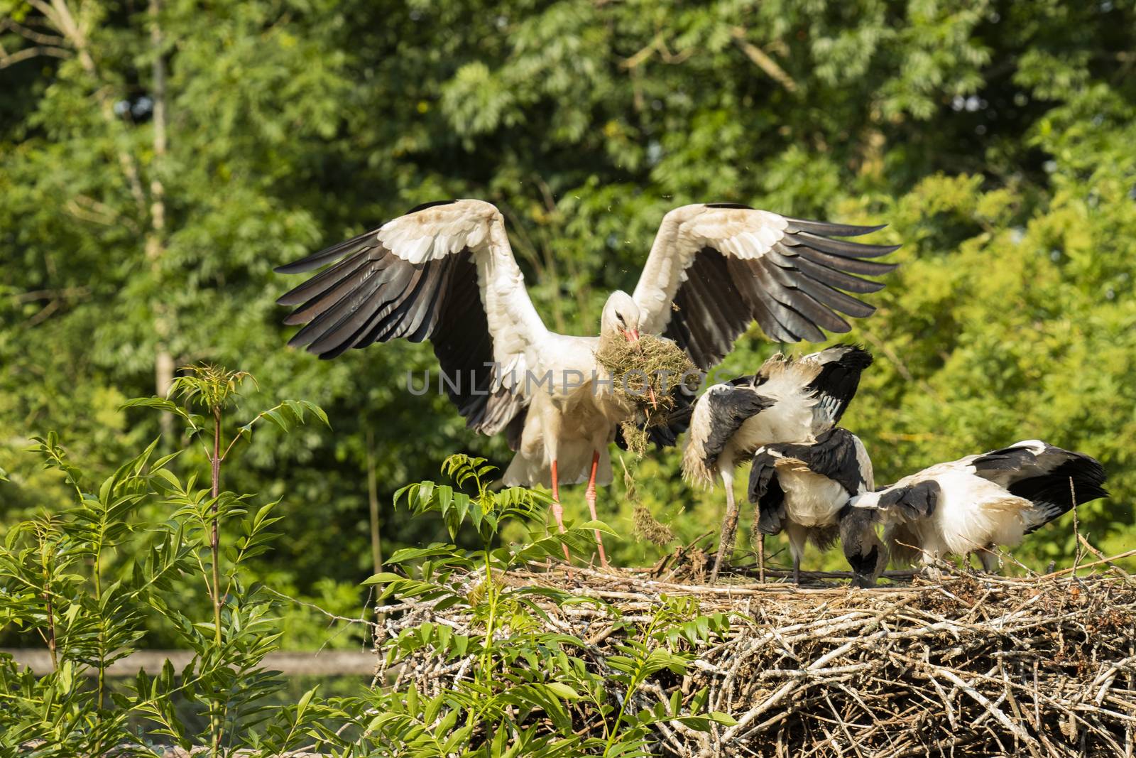 Stork landing at nest with food by avanheertum
