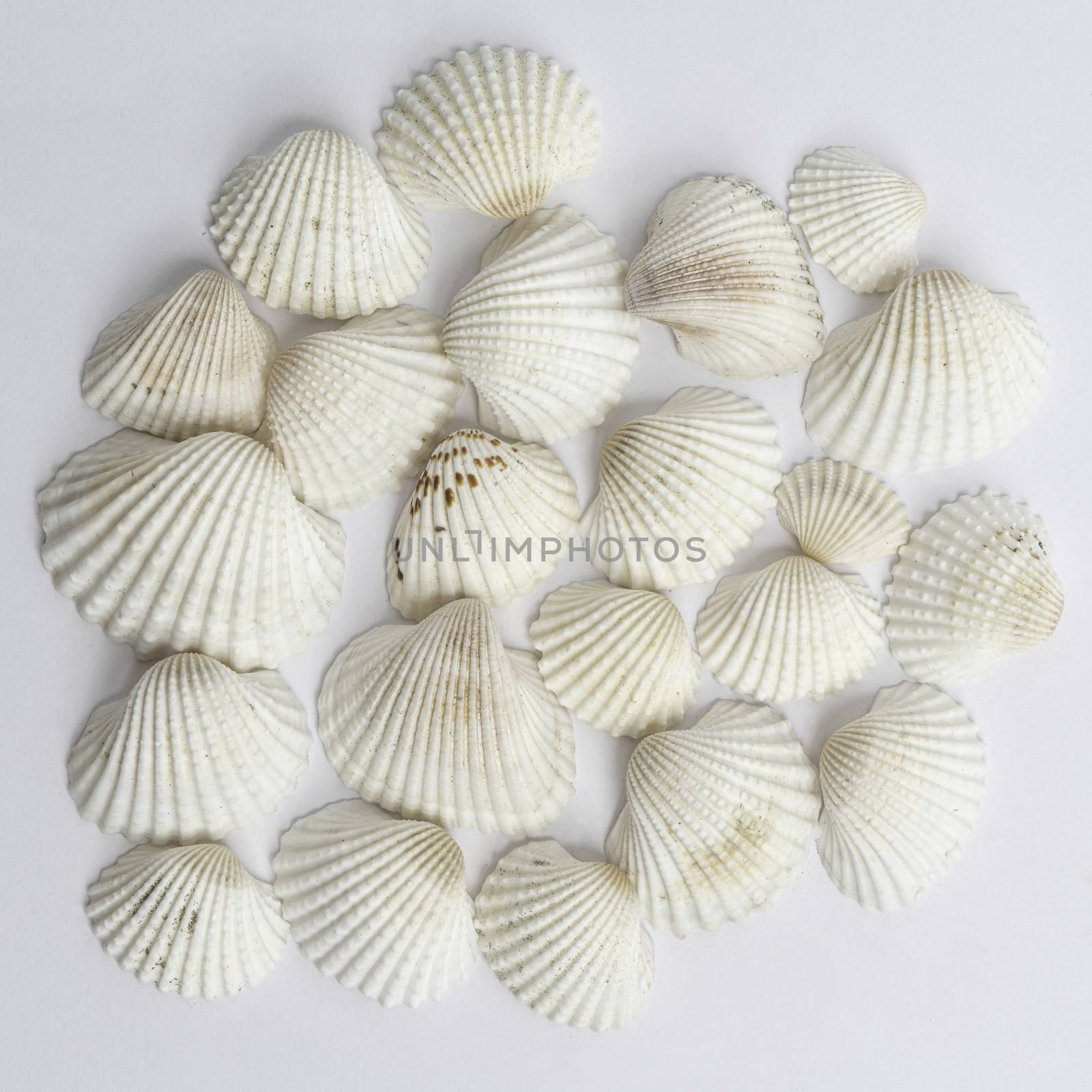 White shells by sergiodv