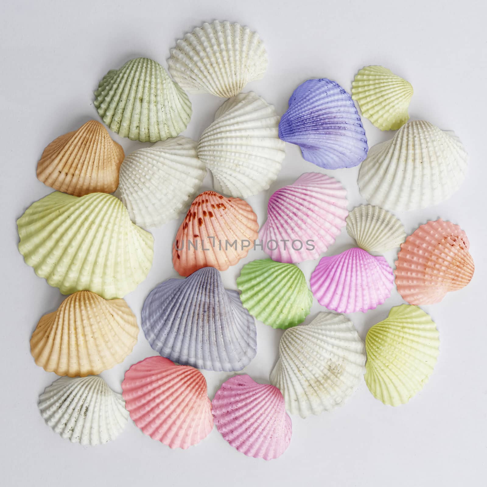 some colorful shells on a surface