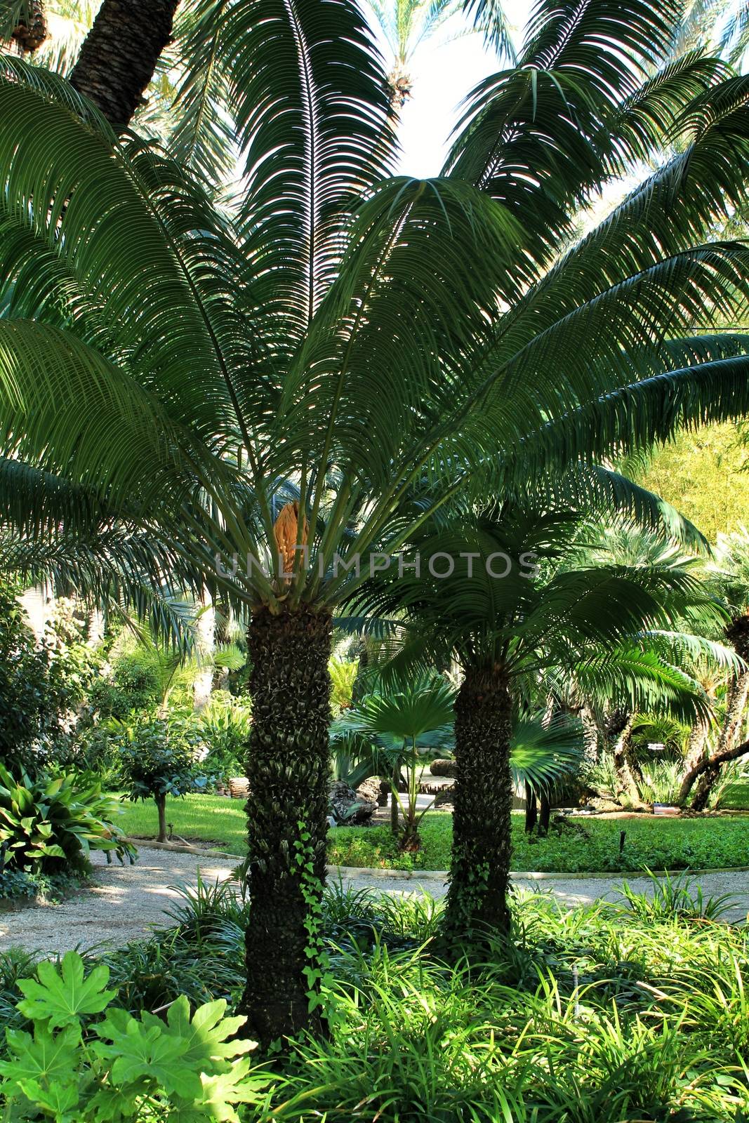 Cycas Circinalis plant in the garden in Elche, Alicante