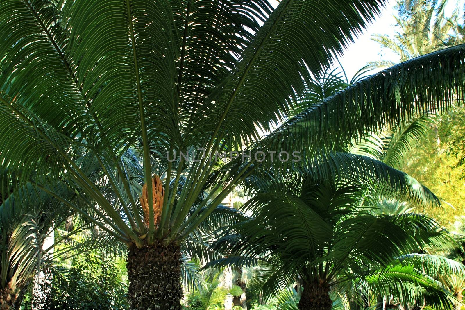 Cycas Circinalis plant in the garden in Elche, Alicante