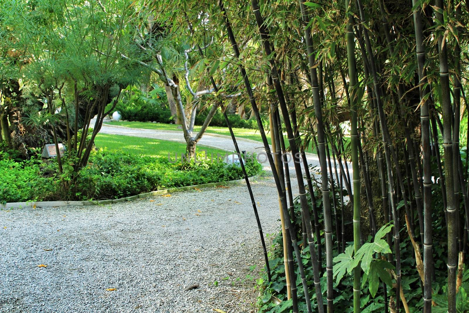 Beautiful Phyllostachys Nigra bamboo forest in the garden