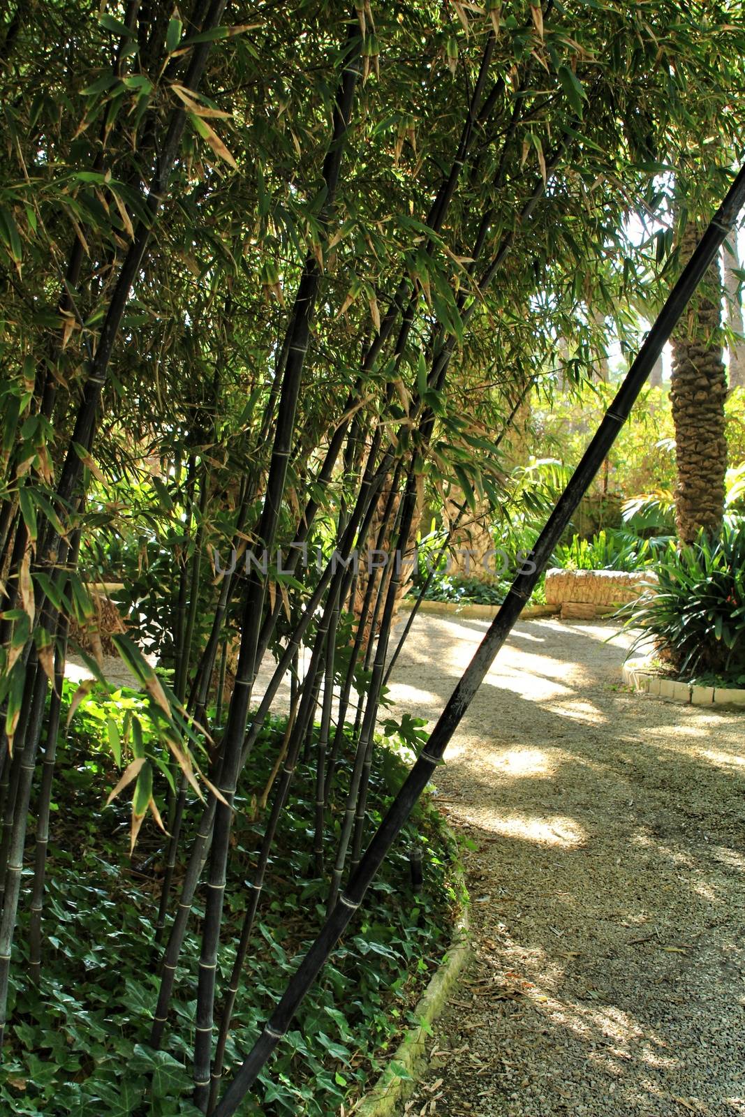 Beautiful Phyllostachys Nigra bamboo forest in the garden